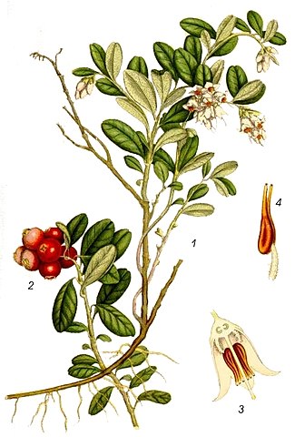 Vaccinium vitis-idaea